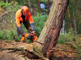 How Our Tree Care Process Works  in  Kennedale, TX