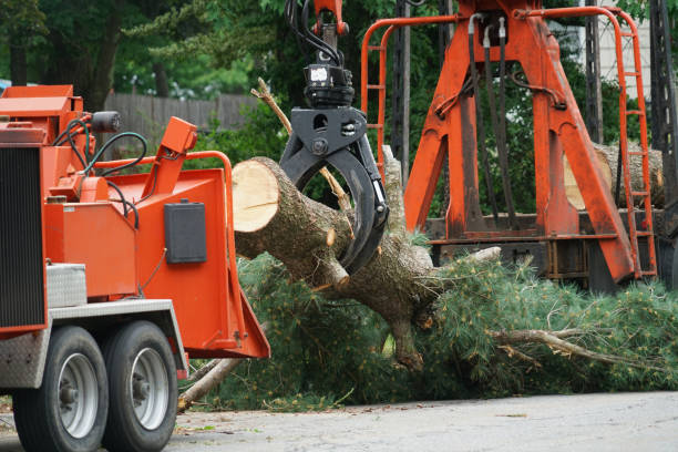 Tree and Shrub Care in Kennedale, TX