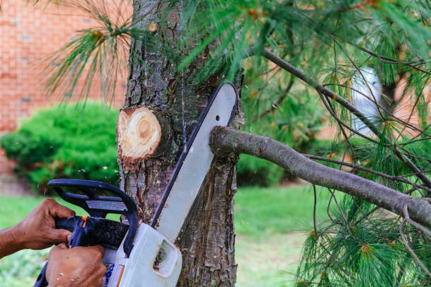 Best Firewood Processing and Delivery  in Kennedale, TX